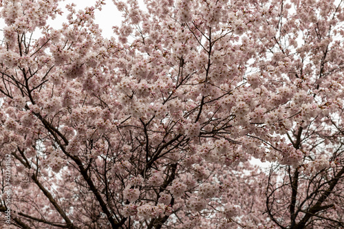 Sakura tree close up in cloudy day at the park