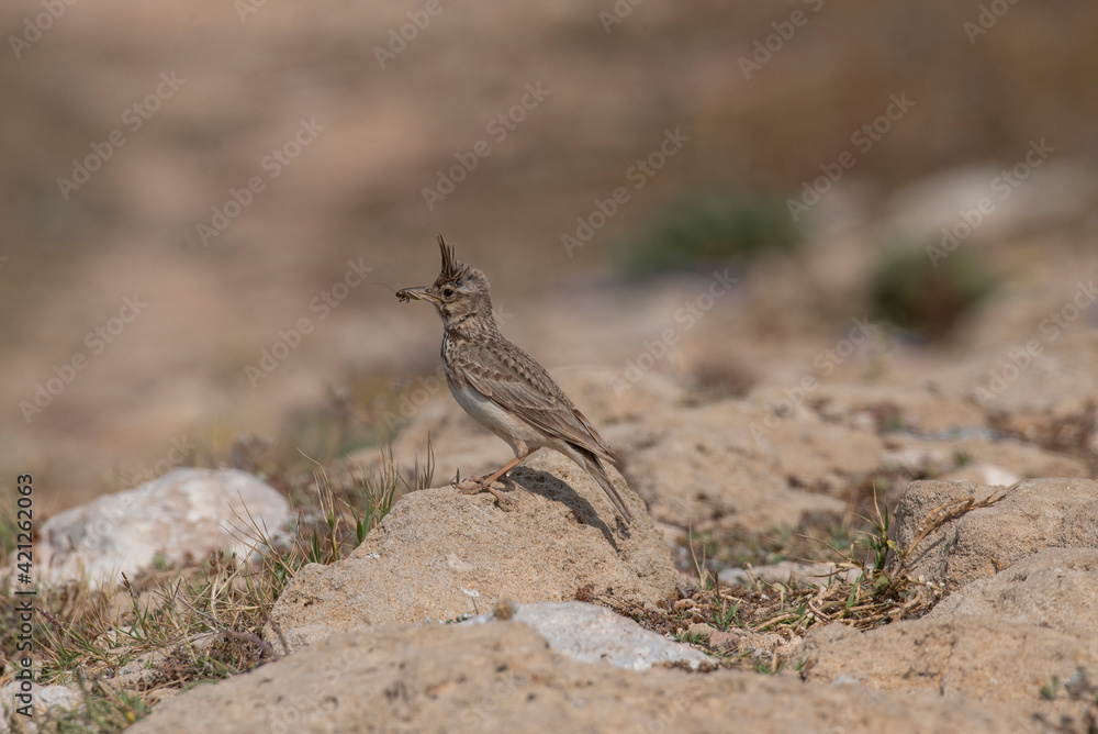 Crested lark (Galerida cristata) Wildlife animal Crested lark (Galerida cristata) Wildlife animal