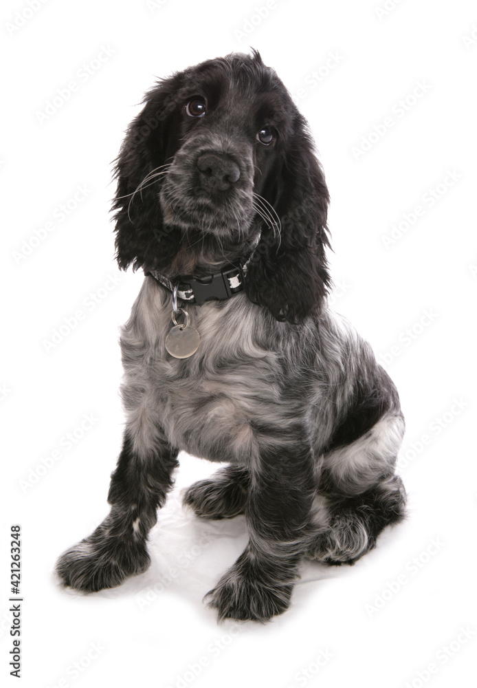 Cocker spaniel Cocker spaniel