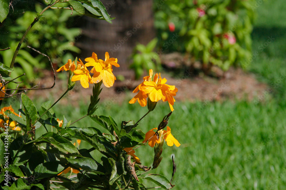 Orange flowers on the tree Orange flowers on the tree