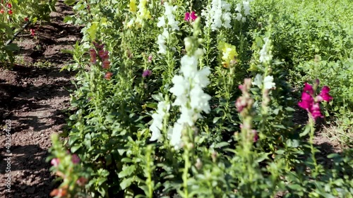 flowers in the garden