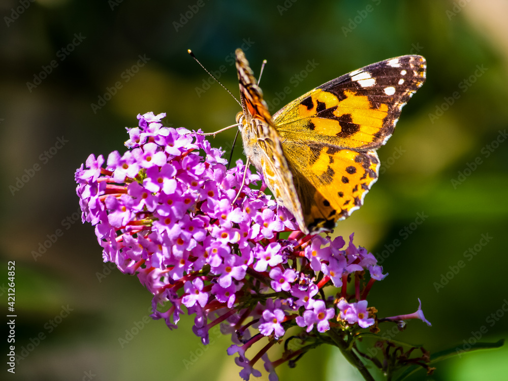 Obraz premium Beautiful butterfly sitting on purple inflorescence on dark blurred background