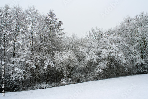 Winter landscape with snowy trees, white snow