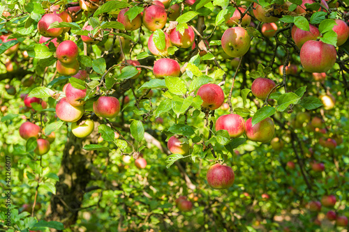 An apples on apple tree in orchard.