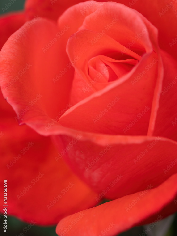 macro of pink rose petals macro of pink rose petals