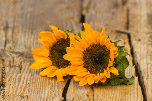 sunflowers on wooden background (Helianthus)