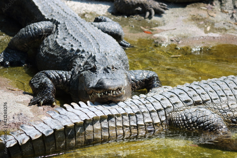 Obraz premium Alligatore