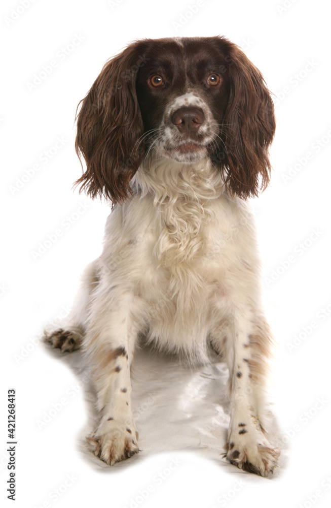 Springer Spaniel Springer Spaniel
