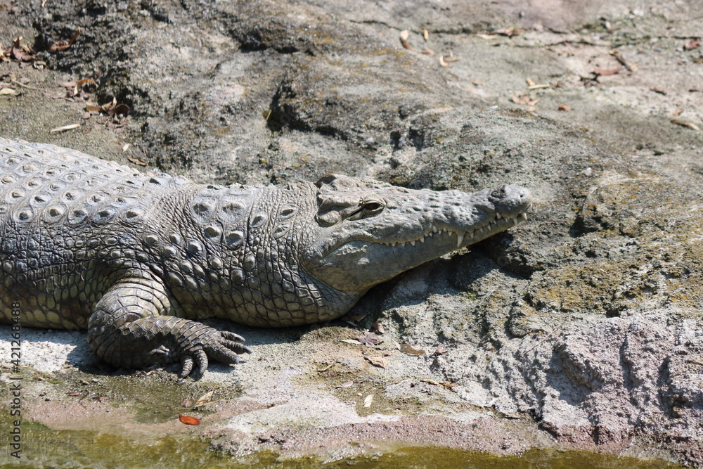 Obraz premium Coccodrillo