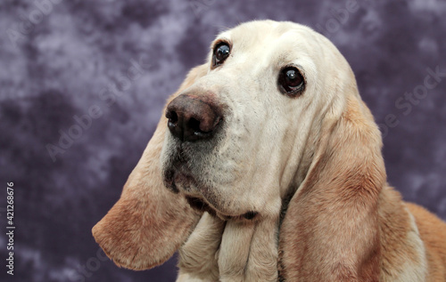 Basset hound dog portrait  © bodza2