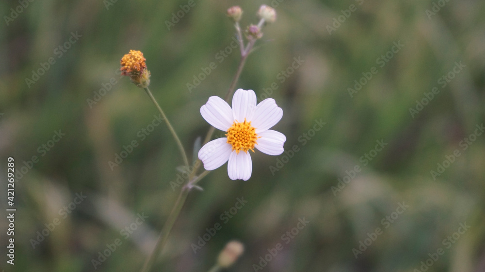 Daisy in bloom growing by the side of the road Daisy in bloom growing by the side of the road