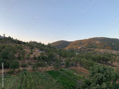 vineyard in the morning