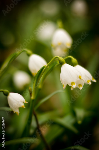 Beautiful white blossoms of spring snowflakes, close up on the ground of a forest in spring