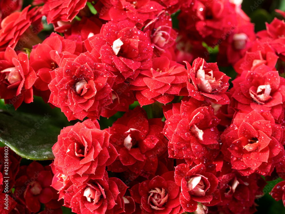 Red Kalanchoe flowers close-up on a natural background. Water droplets are visible on the flowers. Festive floral background with Kalanchoe.