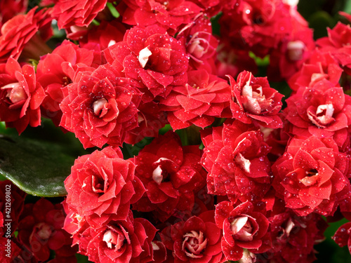 Wallpaper Mural Red Kalanchoe flowers close-up on a natural background. Water droplets are visible on the flowers. Festive floral background with Kalanchoe. Torontodigital.ca