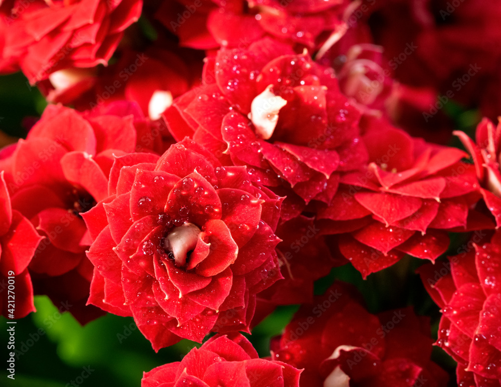 Naklejka premium Beautiful red Kalanchoe flower close-up against the background of other flowers of the plant. Water droplets lie on the petals of the flower. Floral background with Kalanchoe. Macro.