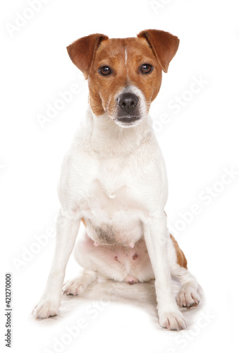 Plummer terrier © Chris Brignell