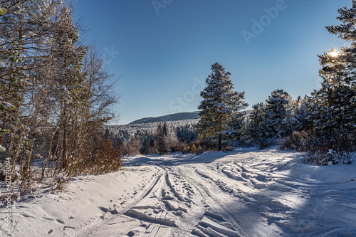 beautiful winter sunny day in the snowy forest in mongolia © Erdene