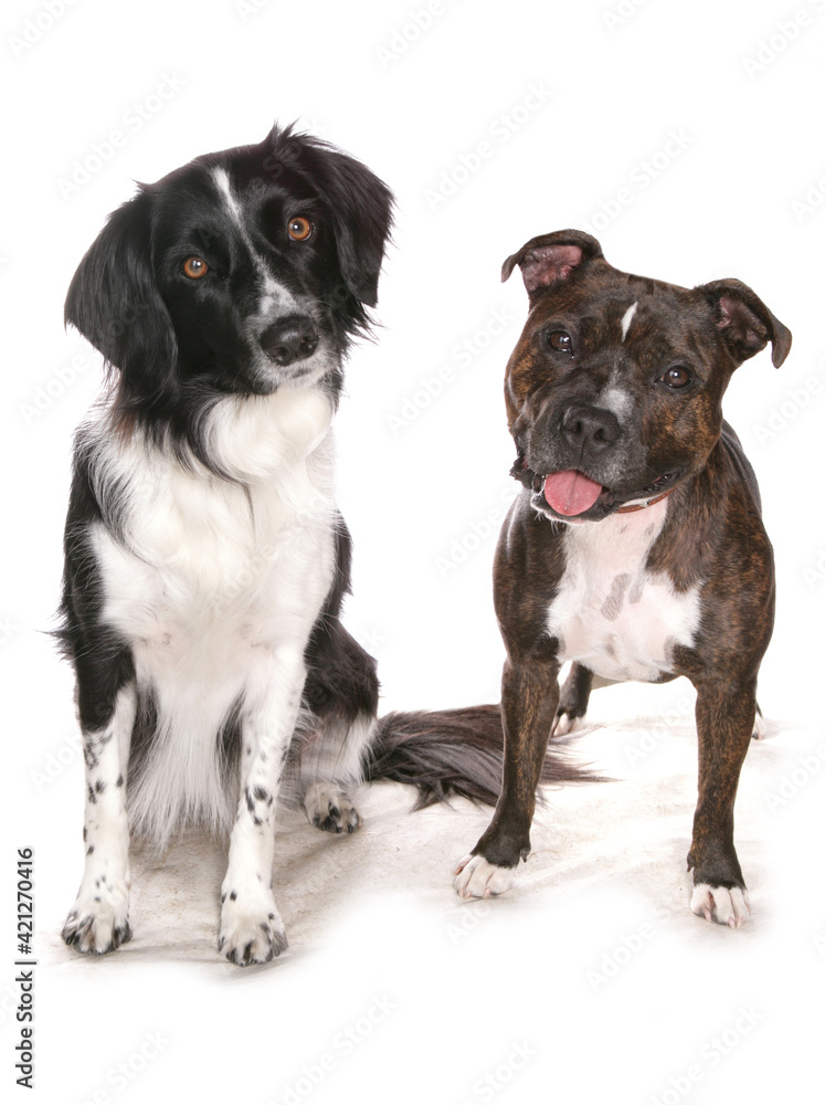 Border Collie and staffordshire bull terrier