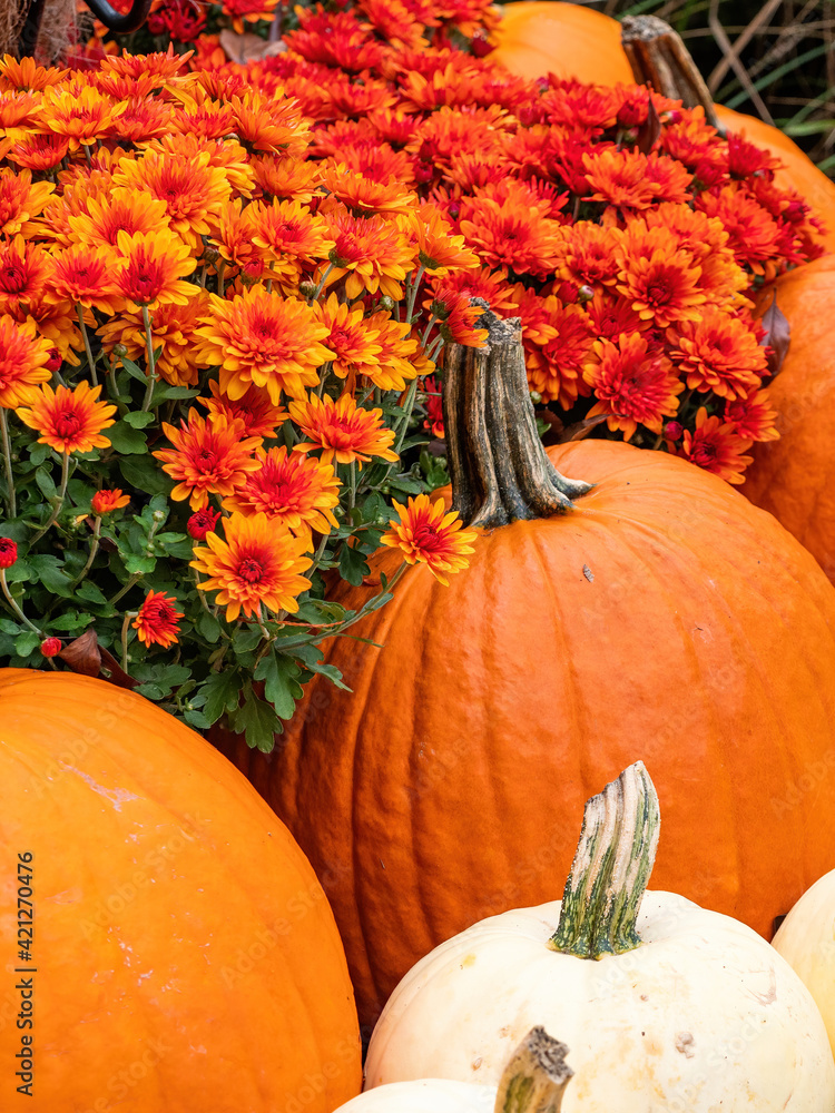 Φωτογραφία fall display of white and orange pumpkins with mums in autumn
