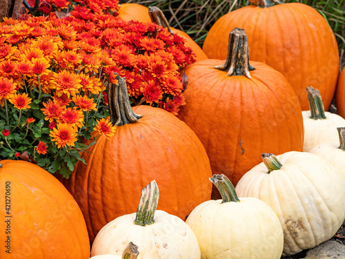 fall display of white and orange pumpkins with mums in autumn