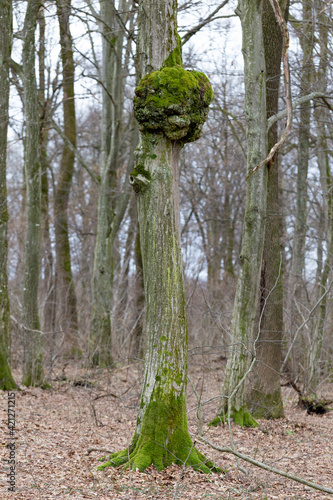 A tree burl caused by a parasitoid bacteria on a common hornbeam tree (Carpinus betulus). A cancer looking outgrowth. Tree trunk with burl in forest. An outgrowth on a tree with deformed growth. photo