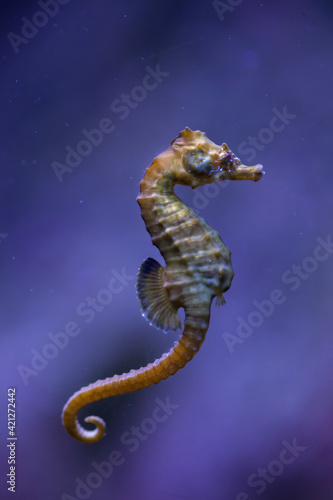 Short-snouted seahorse (Hippocampus hippocampus).