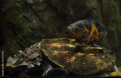 Oscar fish (Astronotus ocellatus) and mata mata (Chelus fimbriata).