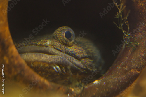 Lusitanian toadfish (Halobatrachus didactylus). photo