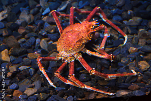 Japanese spider crab (Macrocheira kaempferi)