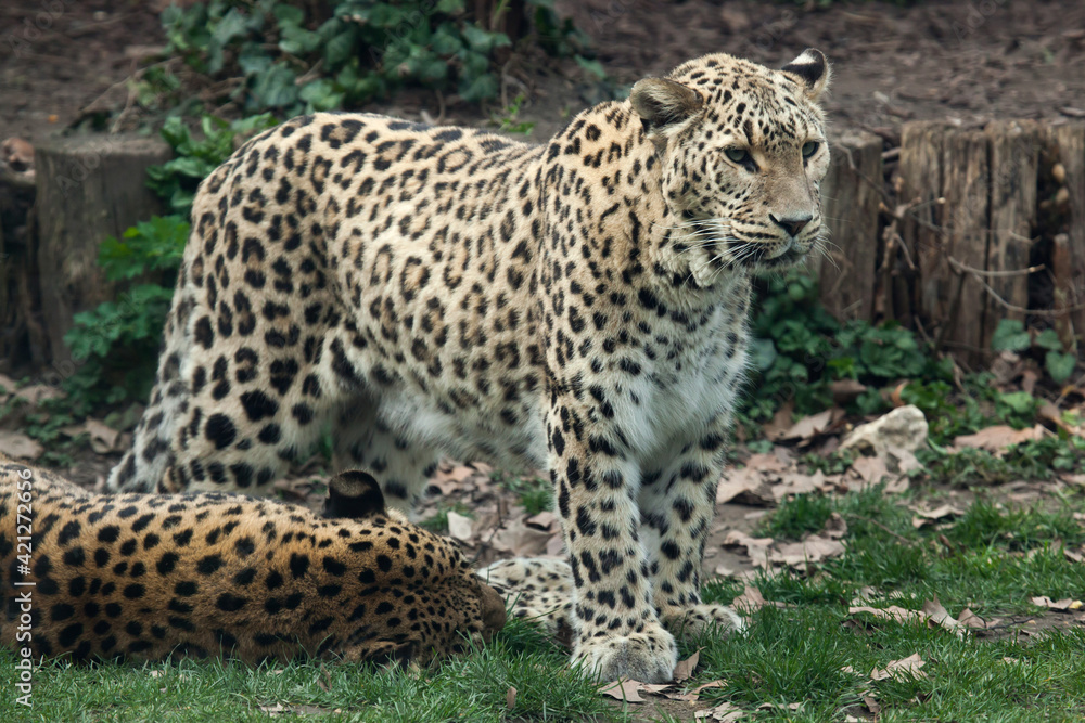 Persian leopard (Panthera pardus saxicolor). Persian leopard (Panthera pardus saxicolor).