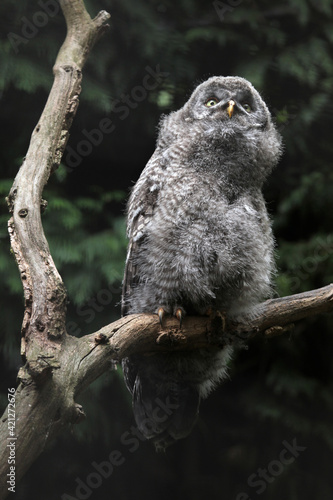 Great grey owl (Strix nebulosa).