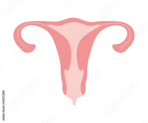 pink uterus isolated