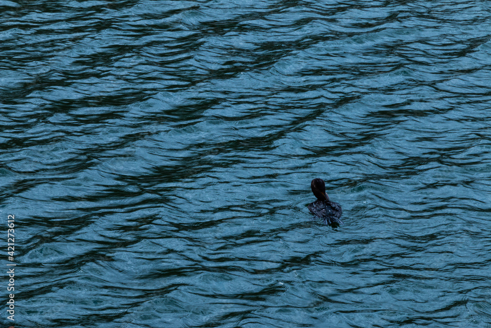 Naklejka premium Duck on Water with Small Waves