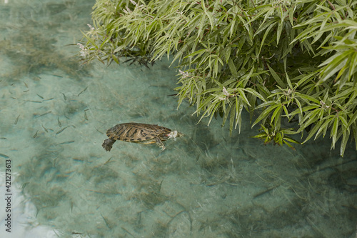 Freshwater turtles in Kournas lake Crete island photo