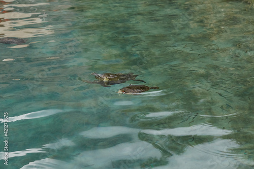 Freshwater turtles in Kournas lake Crete island