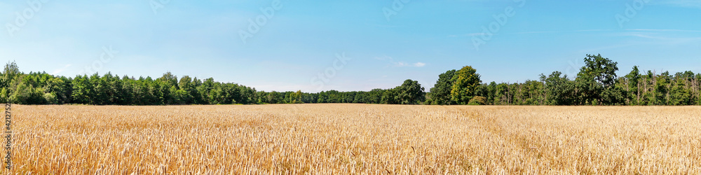 Getreidefeld im Sommer - Gerstenfeld Panorama
