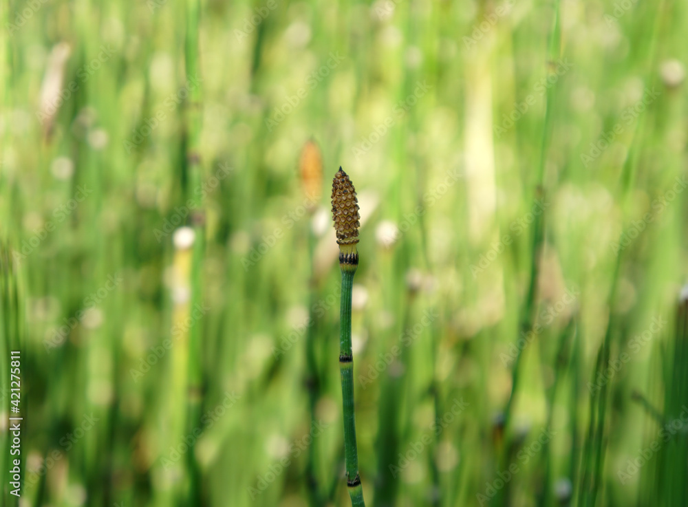 The beautiful Equisetum debile Roxb. ex Vaucher or the Horsetail plants in the garden. The beautiful Equisetum debile Roxb. ex Vaucher or the Horsetail plants in the garden.