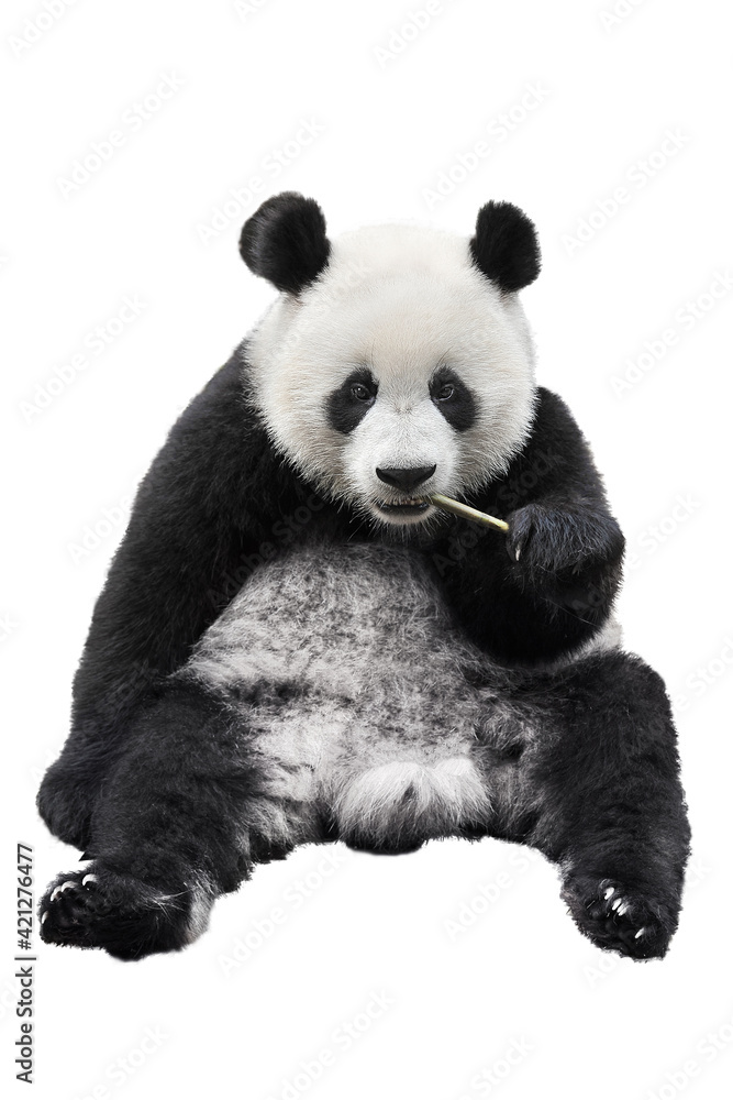 Closeup of giant panda bear isolated on white background Closeup of giant panda bear isolated on white background