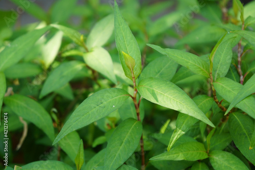 Fresh green Vietnamese Coriander (Polygonum odoratum Lour) in the vegetable garden.