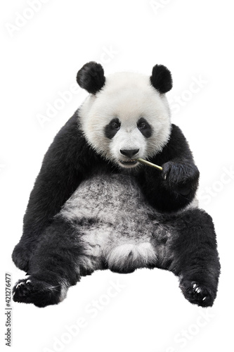 Fototapeta Naklejka Na Ścianę i Meble -  Closeup of giant panda bear isolated on white background