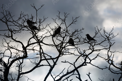 Jackdaws perched on gnarled tree branches against grey sky  Cotswolds  Gloucestershire  England  United Kingdom  Europe