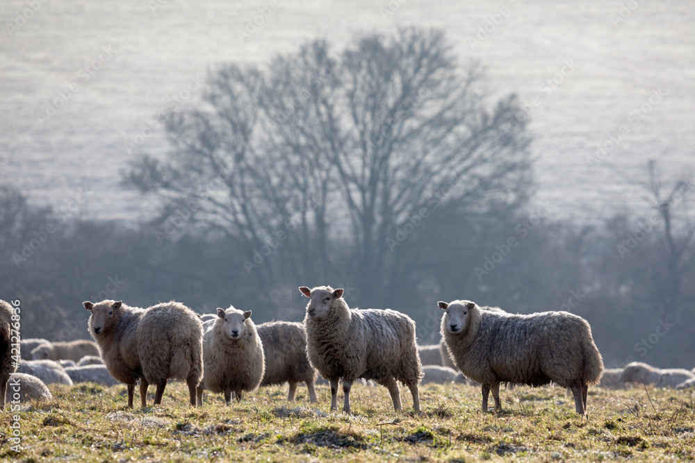 Obraz premium Flock of sheep on frosty morning, near Burford, Cotswolds, Oxfordshire, England, United Kingdom, Europe