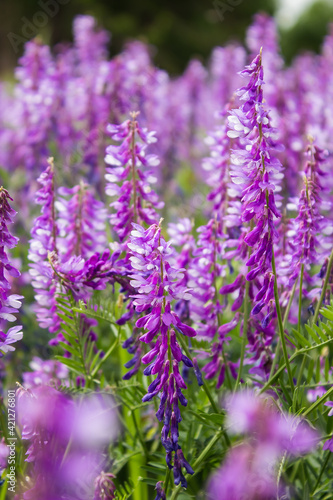 purple wildflowers for bee pollination and honey production. meadow with green grass and abundant flowering