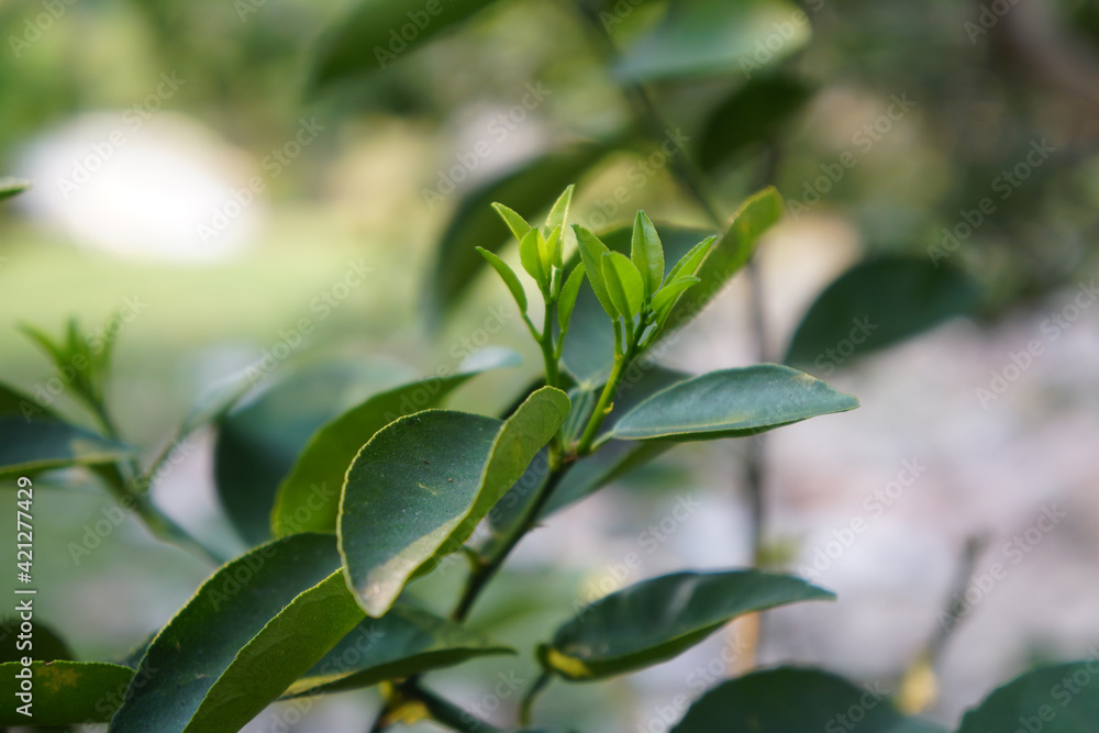 New young lemon leaves were grown from their original branches. New young lemon leaves were grown from their original branches.