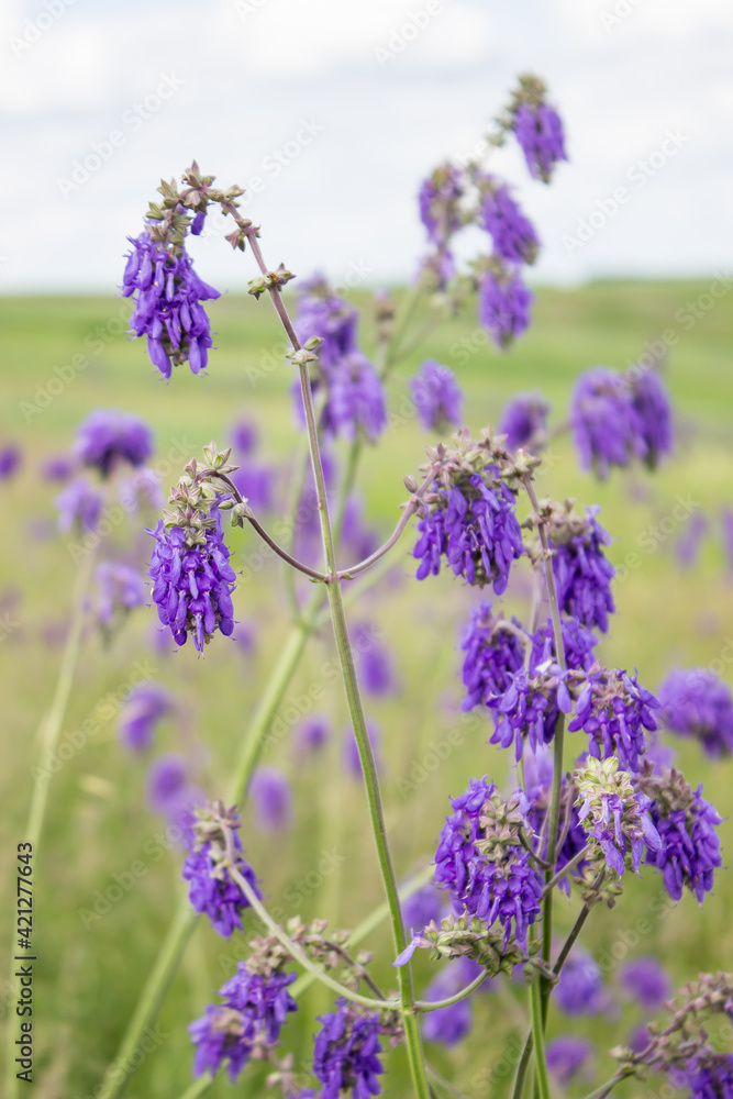 Fototapeta premium purple wildflowers for bee pollination and honey production. meadow with green grass and abundant flowering