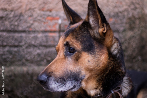 portrait of a german shepherd