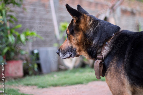 portrait of a dog