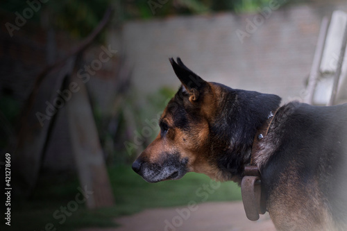 german shepherd dog