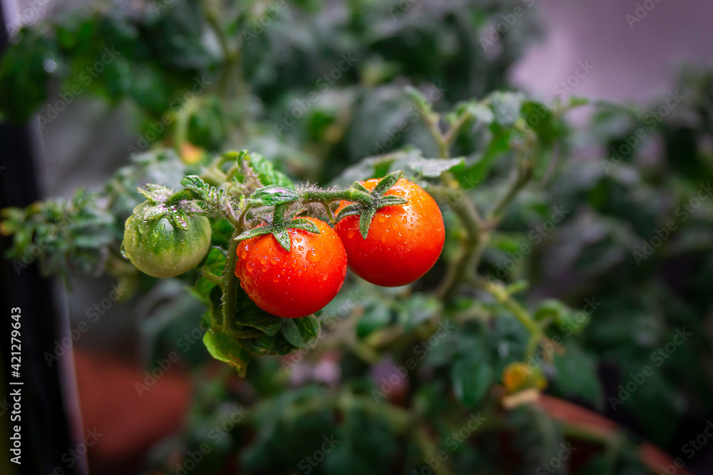 small red cherry tomatoes in a home pot